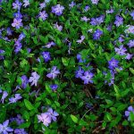 alman-PERVINCA (Vinca minor)(foto web)