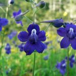 alman-SPERONELLA (Delphinium) (foto web)