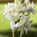 alman-TUBEROSA (Polianthes tuberosa)(foto web)