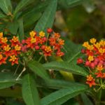 ALMAN-Asclepias curassavica (FOTO WEB)