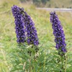 alman-ACONITO (Aconitum napellus)(foto web)