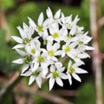 alman-AGLIO SELVATICO o orsino (Allium ursinum) (foto web)