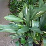 alman-Aspidistra (foto web)