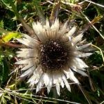 alman-Carlina (foto web)