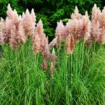 alman-Cortaderia selloana (erba della Pampas) (Foto web)