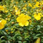 alman-IPERICO (Hypericum perforatum) (foto web)