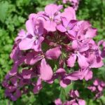 alman-Lunaria annua (foto web)