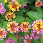 alman-lantana-(foto web)