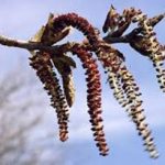 Alman-black poplar (web photo)