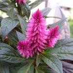  alman-Celosia-foto-web.jpg