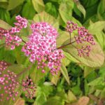 alman-SPIREA (Spiraea) (foto web)