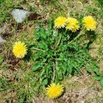 alman-TARASSACO (Taraxacum officinale) (foto web)