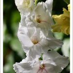 alman-gladiolo bianco-(foto web)