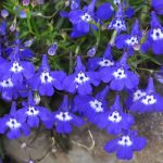 alman-viola blu (foto web)