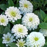 alman-zinnia bianca (foto web)