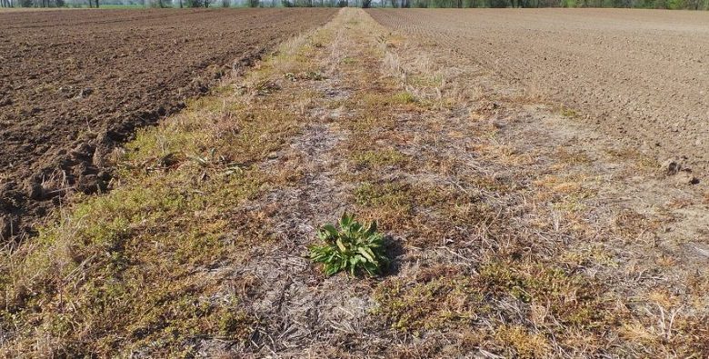 terreno arido (foto web)