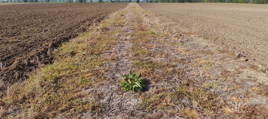 terreno arido (foto web)