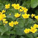 alman-CALTA PALUSTRE (Caltha palustris) (foto web)