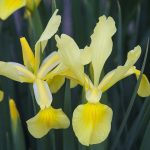 alman-Iris Giallo (foto web)