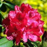alman-Rododendro- (foto web)