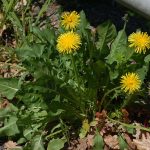 alman-Tarasacco (Taraxacum_officinalis-foto web)