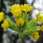 alman-primula odorosa