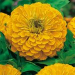 alman-zinnia gialla (foto web)