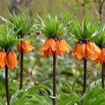 alman-corona imperiale -fritillaria imperialis (foto web)