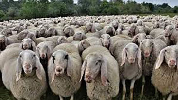 pecore-gregge