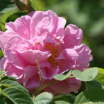 alman-Rosa di damasco (foto web)