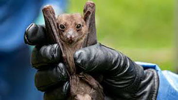 coronavirus-pipistrello (foto web)