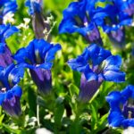 alman-Genziana blu (foto web)