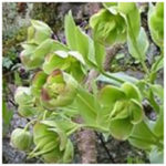 alman- Elleboro puzzolente (Helleborus foetidus) (foto web)