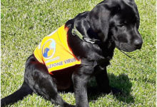 covid- cane labrador - (foto Ansa)