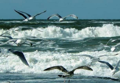 Piertrella guardanno er mare