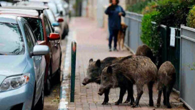 Pietrella - cinghiale nuovo simbolo Roma