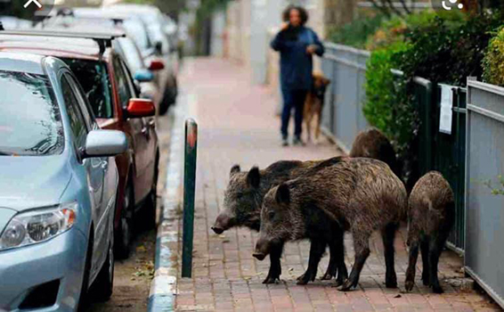 Pietrella - cinghiale nuovo simbolo Roma