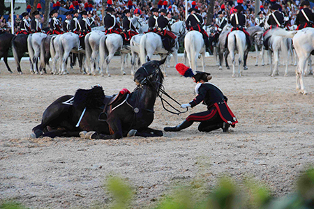 Cavallo a terra (17)