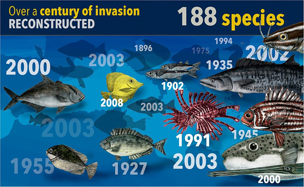 invasione-pesci-mediterraneo (foto web)