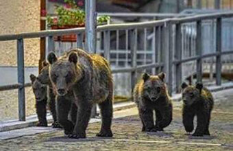 pietrella - orsa Amarena con i cuccioli (foto web)