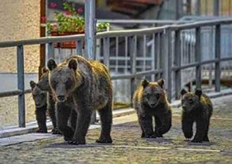 pietrella - orsa Amarena con i cuccioli (foto web)