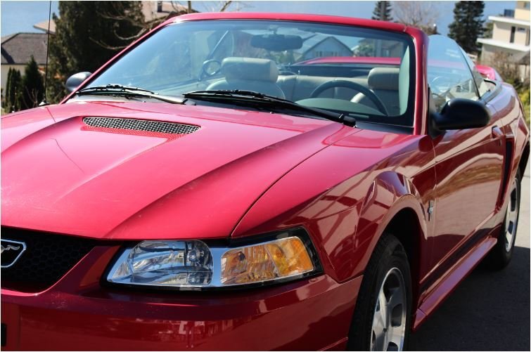 Mustang Gere