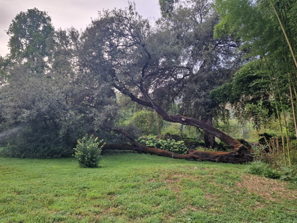 L'albero disteso