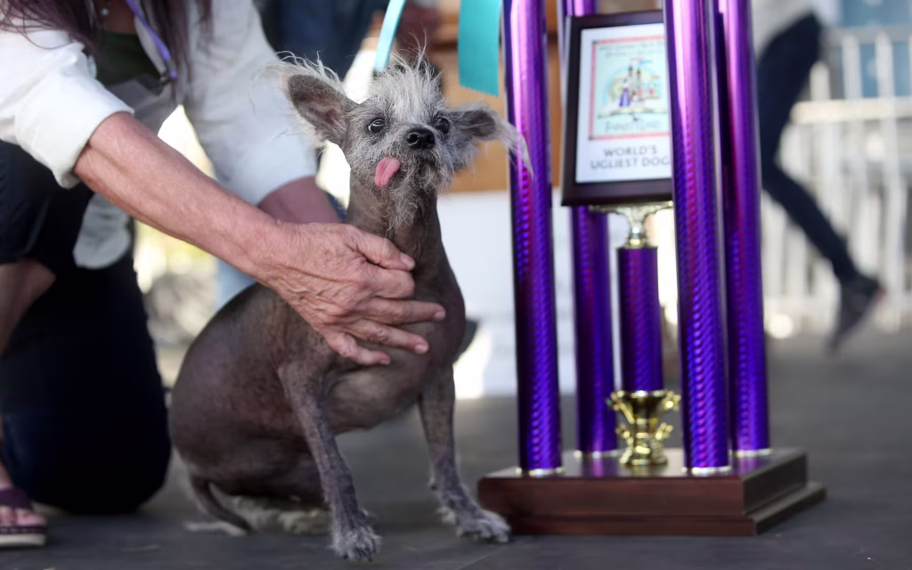 Scooter (1° posto nel 2023): il Chinese Crested, concorso cani più brutto al mondo