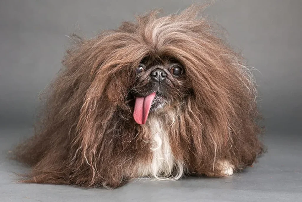 Wild Thang il cane che ha vinto il primo posto nel concorso dei cani più brutti al mondo nel 2024