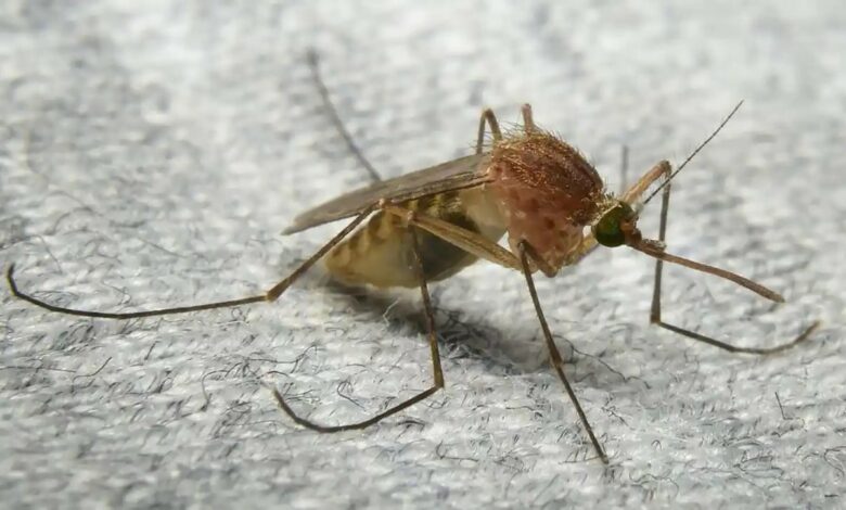 zanzar-Culex-pipiens - attualita.it
