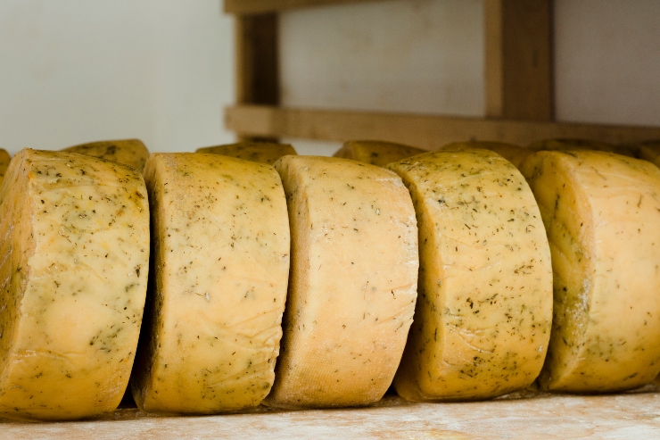 Forme di formaggio stagionato alle erbe disposte in fila su uno scaffale di caseificio artigianale - attualita.it Formaggi alla Fiera dei Sapori d’Italia di Frascati