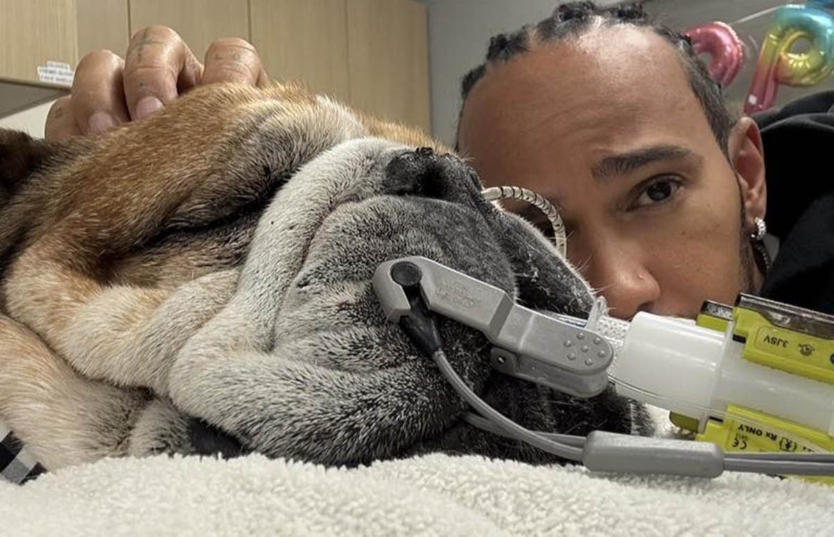 cane-di-hamilton-bulldog 1 - attualita.it