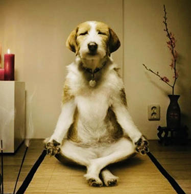 Screenshot - attualita.it pietrella-cane-filosofo-foto-web.jpg