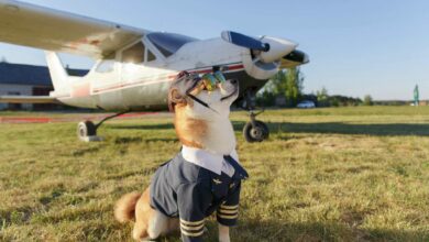 animali cabina aereo